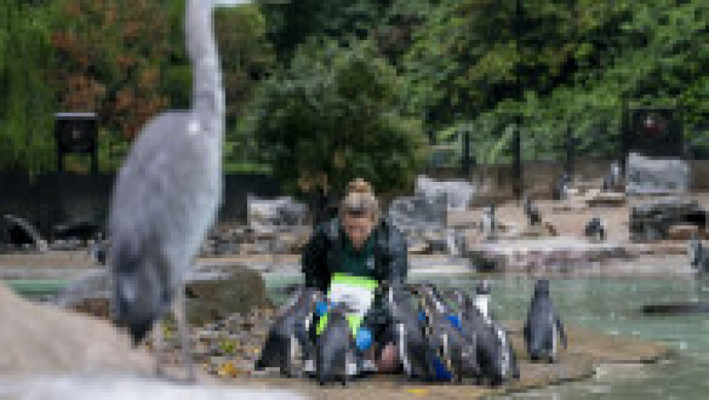 Pinguinii Humbolt sunt convinși să urce câte unul pe cântar Foto: Profimedia Images | Poza 11 din 34