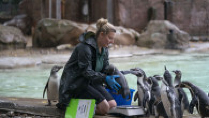Animalele de la Zoo Londra au fost măsurate și cântărite pentru recensământul anual Foto: Profimedia Images | Poza 12 din 34