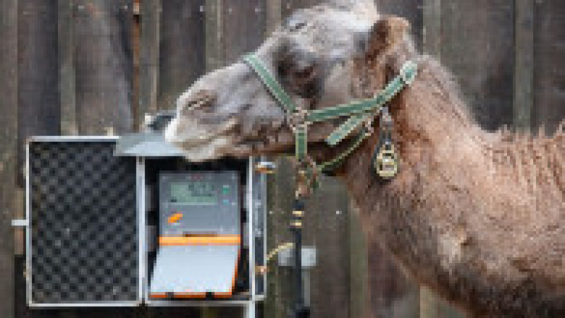 Animalele de la Zoo Londra au fost măsurate și cântărite pentru recensământul anual Foto: Profimedia Images | Poza 21 din 34