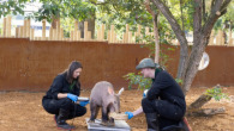 Porcul furnicar este un animal nou la Zoo din Londra Foto: Profimedia Images | Poza 25 din 34