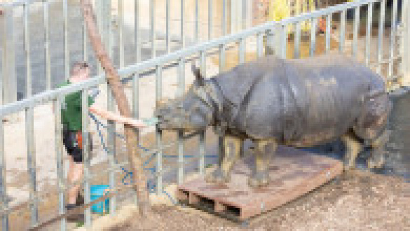Beluki, o femela rinocer cu un singur corn, are 26 de ani Foto: Profimedia Images | Poza 23 din 34