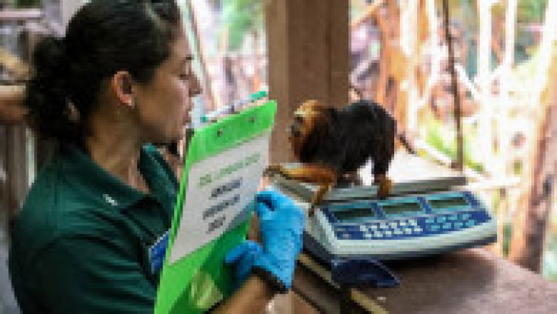 Animalele de la Zoo Londra au fost măsurate și cântărite pentru recensământul anual Foto: Profimedia Images | Poza 15 din 34