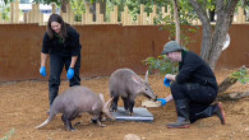 Nacho și Terry iau parte pentru prima dată la recensământul de la Zoo din Londra Foto: Profimedia Images | Poza 26 din 34