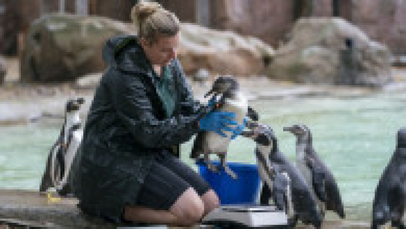 Animalele de la Zoo Londra au fost măsurate și cântărite pentru recensământul anual Foto: Profimedia Images | Poza 13 din 34