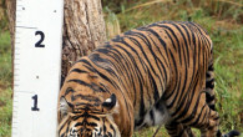 Tigrul de Sumatra este pe cale de dispariție Foto: Profimedia Images | Poza 8 din 34