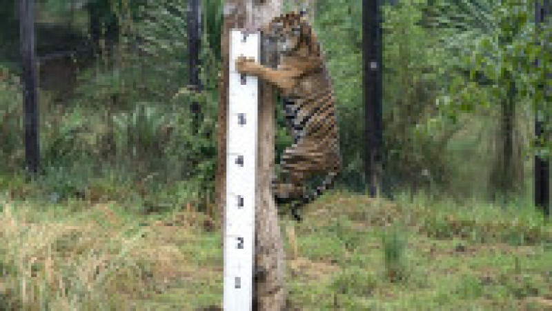 Geysha, tigroaica de Sumatra, are 1,98 metri Foto: Profimedia Images | Poza 6 din 34