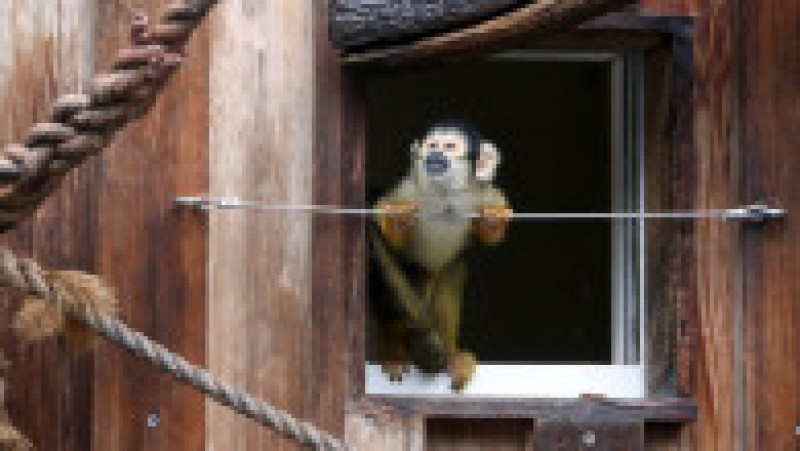 Recensământul animalelor la Zoo Londra durează mai multe zile Foto: Profimedia Images | Poza 19 din 34