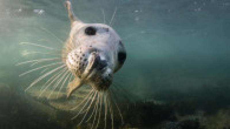 Un fotograf a surprins imagini rare cu mai multe foci cenușii în timp ce înoată în apele din zona insulelor Farne. FOTO: Profimedia Images | Poza 3 din 14