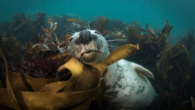 Un fotograf a surprins imagini rare cu mai multe foci cenușii în timp ce înoată în apele din zona insulelor Farne. FOTO: Profimedia Images | Poza 4 din 14