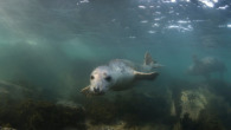 Un fotograf a surprins imagini rare cu mai multe foci cenușii în timp ce înoată în apele din zona insulelor Farne. FOTO: Profimedia Images | Poza 10 din 14