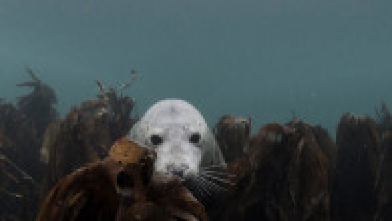 Un fotograf a surprins imagini rare cu mai multe foci cenușii în timp ce înoată în apele din zona insulelor Farne. FOTO: Profimedia Images | Poza 8 din 14