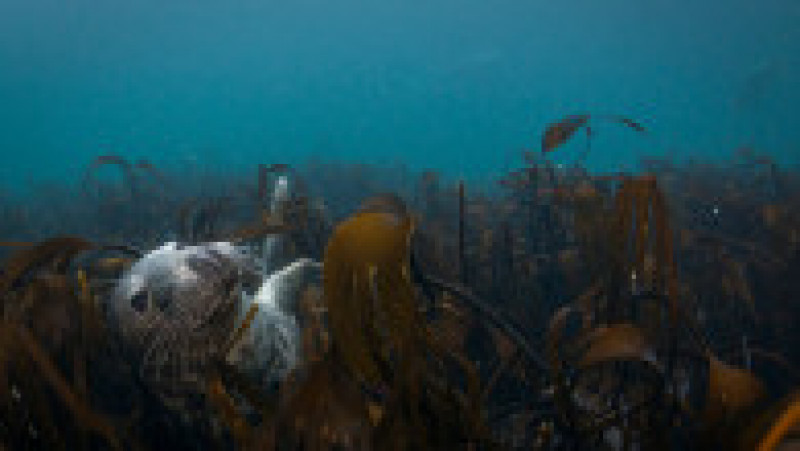 Un fotograf a surprins imagini rare cu mai multe foci cenușii în timp ce înoată în apele din zona insulelor Farne. FOTO: Profimedia Images | Poza 5 din 14