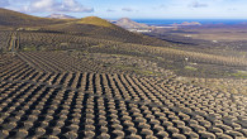 Viticultorii de pe insula spaniolă Lanzarote au o metodă unică de a cultiva vița de vie. Foto: Profimedia | Poza 12 din 15