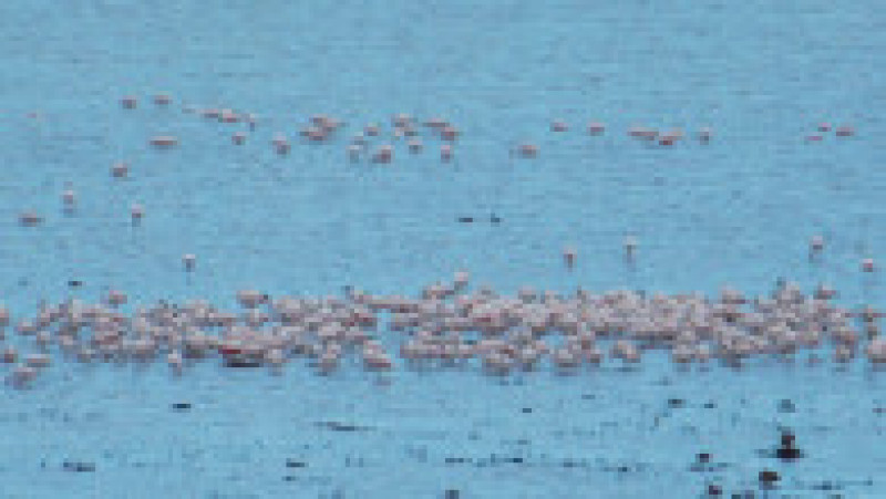 Păsări flamingo, în apropiere de Jurilovca. Foto: Facebook/Laguna Razim-Sinoe | Poza 1 din 7