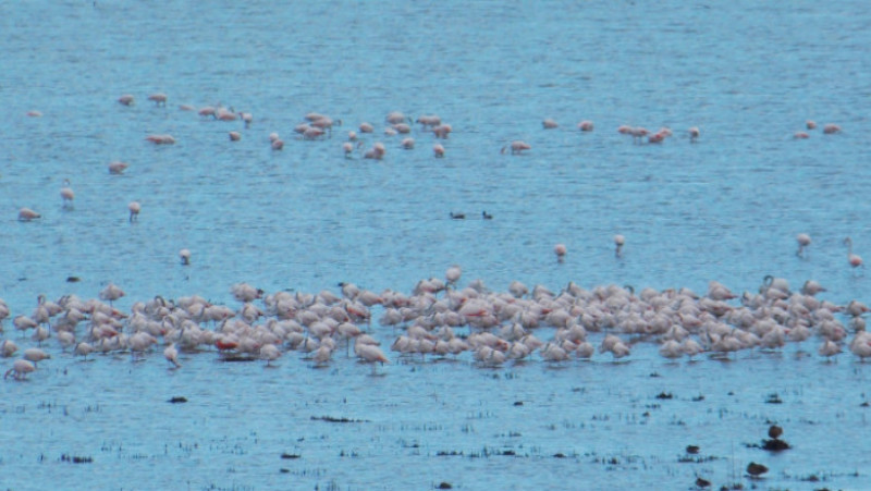 Păsări flamingo, în apropiere de Jurilovca. Foto: Facebook/Laguna Razim-Sinoe