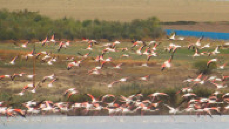 Păsări flamingo, în apropiere de Jurilovca. Foto: Facebook/Laguna Razim-Sinoe | Poza 6 din 7