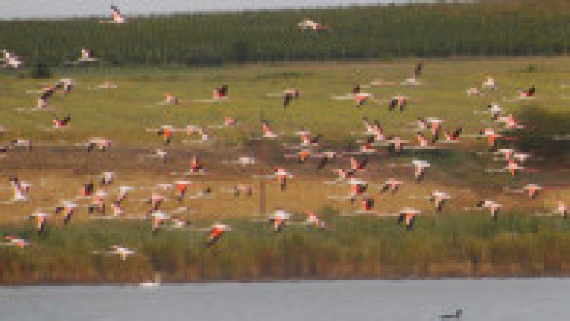 Păsări flamingo, în apropiere de Jurilovca. Foto: Facebook/Laguna Razim-Sinoe | Poza 7 din 7