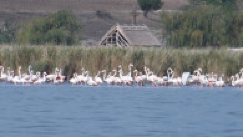 Păsări flamingo, în apropiere de Jurilovca. Foto: Facebook/Laguna Razim-Sinoe | Poza 5 din 7