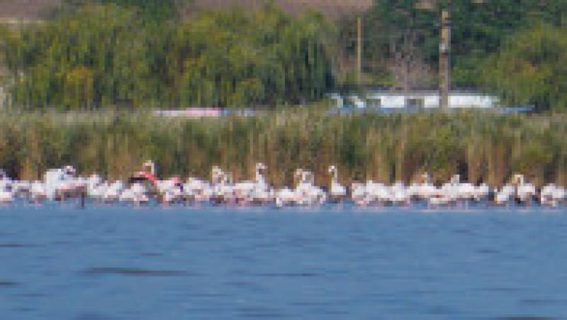 Păsări flamingo, în apropiere de Jurilovca. Foto: Facebook/Laguna Razim-Sinoe | Poza 4 din 7