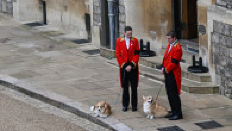 Corgii reginei Elisabeta a II-a au așteptat-o pe suverană la Castelul Windsor, pentru ultima dată. Foto: Profimedia Images | Poza 4 din 15