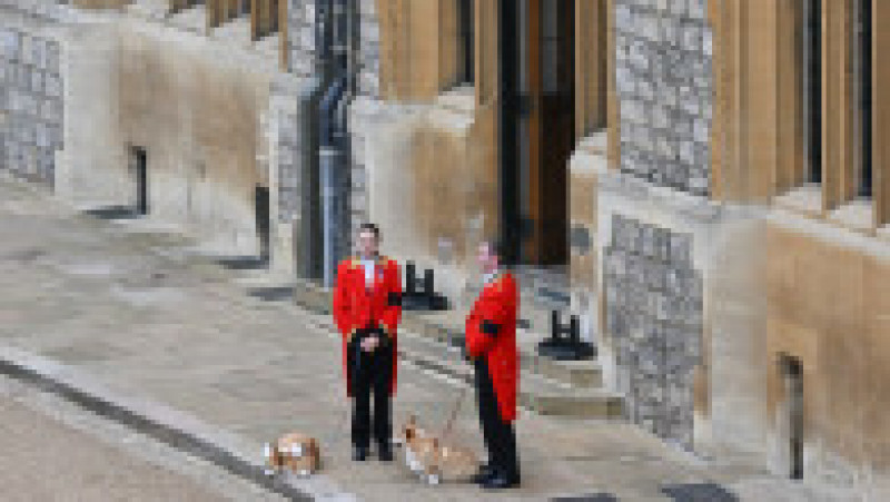 Corgii reginei Elisabeta a II-a au așteptat-o pe suverană la Castelul Windsor, pentru ultima dată. Foto: Profimedia Images | Poza 3 din 15