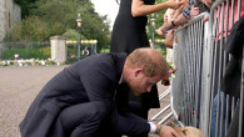 Prințul Harry, atent și cu animalele Foto: Profimedia Images | Poza 35 din 44