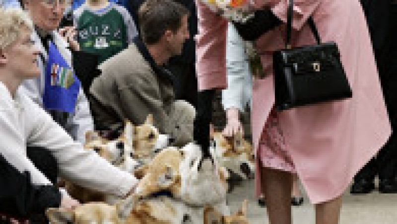 Câinii corgi au fost alături de regina Elisabeta a II-a pe parcursul întregii sale vieți. Foto: Profimedia | Poza 8 din 15