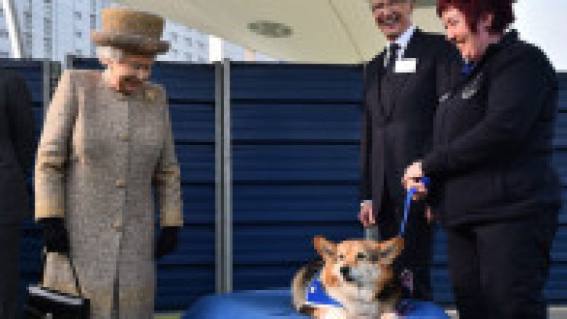 Câinii corgi au fost alături de regina Elisabeta a II-a pe parcursul întregii sale vieți. Foto: Profimedia | Poza 9 din 15