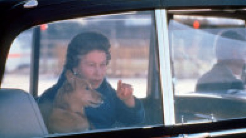 Câinii corgi au fost alături de regina Elisabeta a II-a pe parcursul întregii sale vieți. Foto: Profimedia | Poza 6 din 15