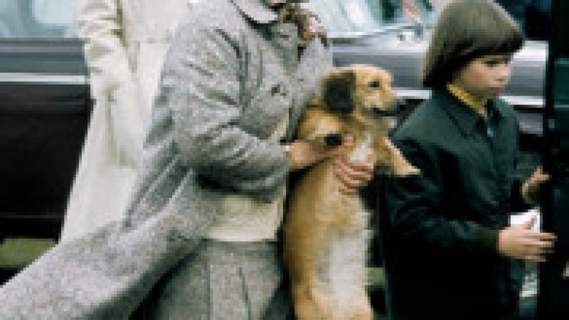 Câinii corgi au fost alături de regina Elisabeta a II-a pe parcursul întregii sale vieți. Foto: Profimedia | Poza 7 din 15