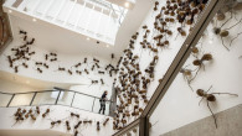 Vizitatorii unui muzeu din Amsterdam sunt întâmpinați de păianjeni, furnici și gândaci. Foto: Profimedia | Poza 10 din 10