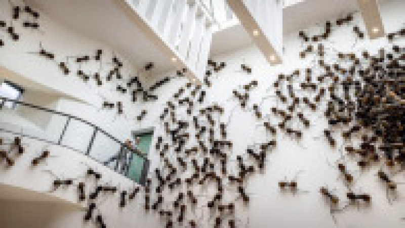 Vizitatorii unui muzeu din Amsterdam sunt întâmpinați de păianjeni, furnici și gândaci. Foto: Profimedia | Poza 9 din 10