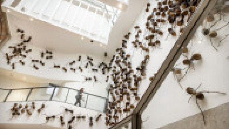 Vizitatorii unui muzeu din Amsterdam sunt întâmpinați de păianjeni, furnici și gândaci. Foto: Profimedia | Poza 6 din 10