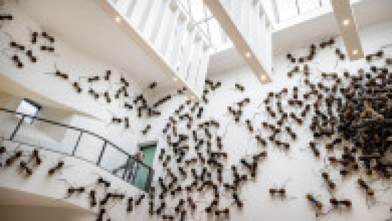 Vizitatorii unui muzeu din Amsterdam sunt întâmpinați de păianjeni, furnici și gândaci. Foto: Profimedia | Poza 7 din 10