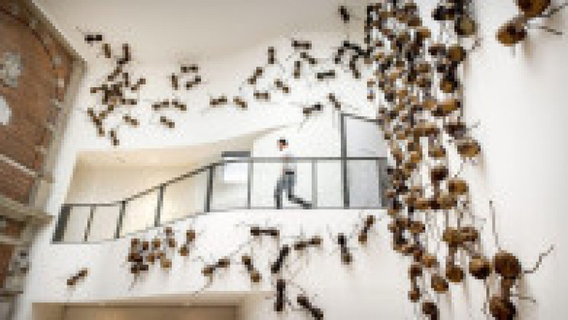 Vizitatorii unui muzeu din Amsterdam sunt întâmpinați de păianjeni, furnici și gândaci. Foto: Profimedia | Poza 8 din 10