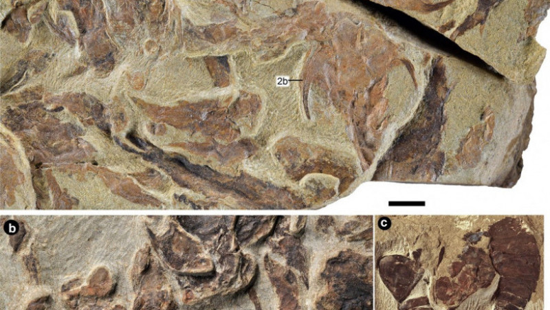 Fosilele unor peşti vechi de 440 de milioane de ani, descoperite în China. Foto Profimedia