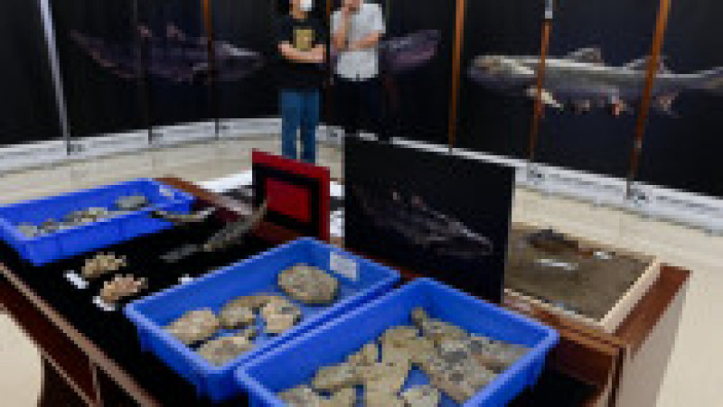 Fosilele unor peşti vechi de 440 de milioane de ani, descoperite în China. Foto Profimedia | Poza 3 din 12