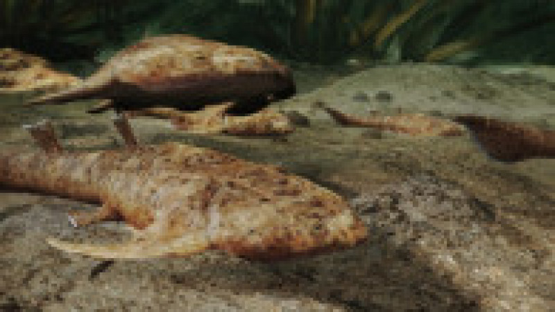 Fosilele unor peşti vechi de 440 de milioane de ani, descoperite în China. Foto Profimedia | Poza 2 din 12