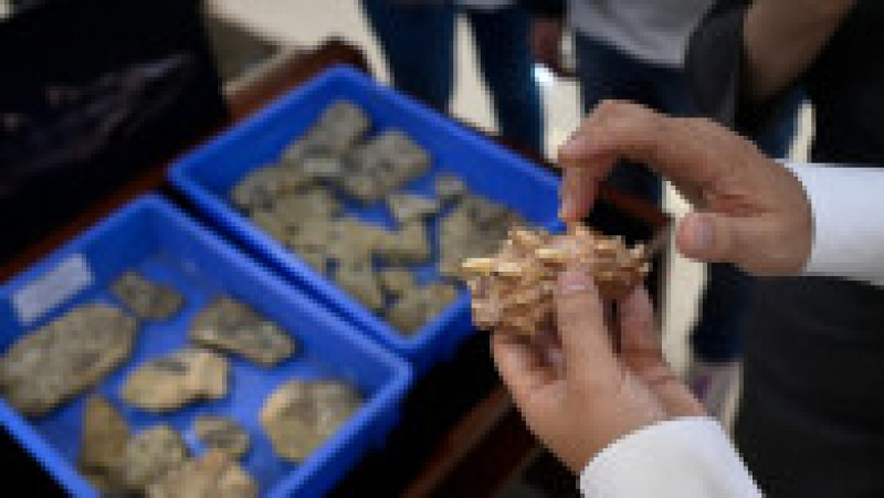 Fosilele unor peşti vechi de 440 de milioane de ani, descoperite în China. Foto Profimedia | Poza 11 din 12
