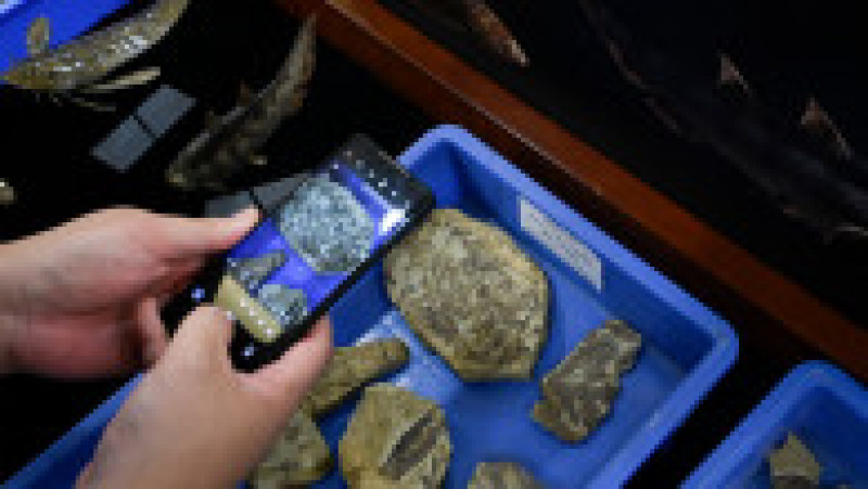 Fosilele unor peşti vechi de 440 de milioane de ani, descoperite în China. Foto Profimedia | Poza 9 din 12