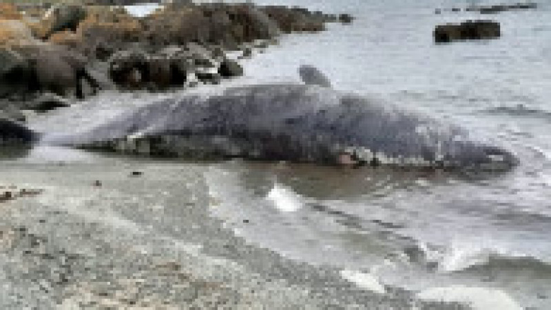 Sute de balene au fost găsite eșuate pe coasta de vest a insulei australiene Tasmania. FOTO: Profimedia Images | Poza 1 din 7