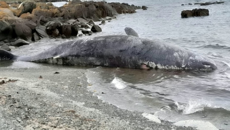 Sute de balene au fost găsite eșuate pe coasta de vest a insulei australiene Tasmania. FOTO: Profimedia Images