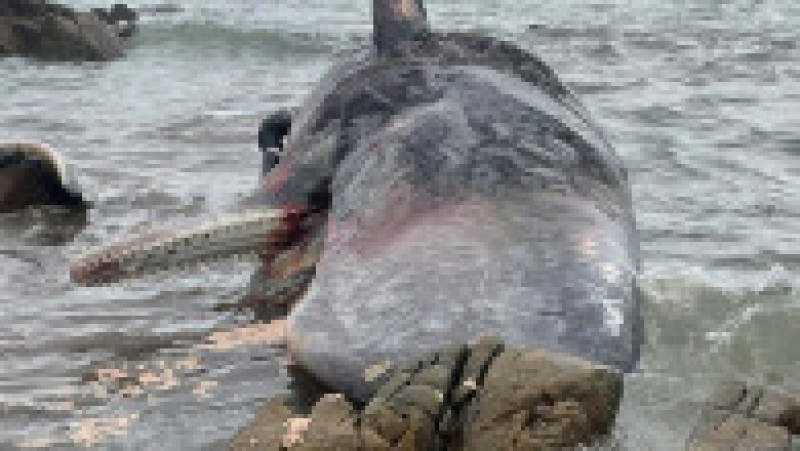 Sute de balene au fost găsite eșuate pe coasta de vest a insulei australiene Tasmania. FOTO: Profimedia Images | Poza 6 din 7