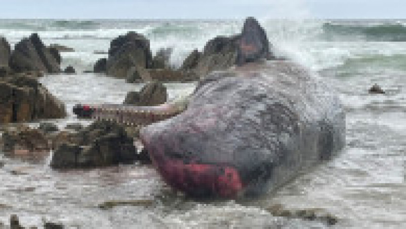 Sute de balene au fost găsite eșuate pe coasta de vest a insulei australiene Tasmania. FOTO: Profimedia Images | Poza 5 din 7