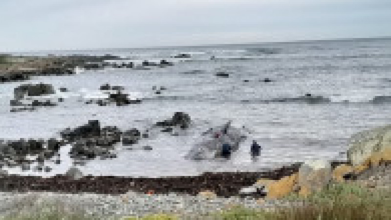Sute de balene au fost găsite eșuate pe coasta de vest a insulei australiene Tasmania. FOTO: Profimedia Images | Poza 2 din 7