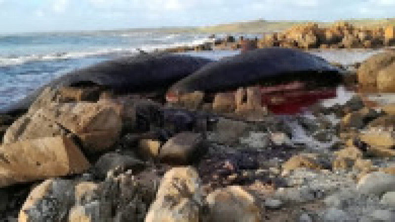 Sute de balene au fost găsite eșuate pe coasta de vest a insulei australiene Tasmania. FOTO: Profimedia Images | Poza 4 din 7