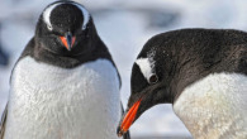 Peste 2.000 de pinguini Gentoo trăiesc pe insula Goudier. Foto: Profimedia Images | Poza 4 din 12