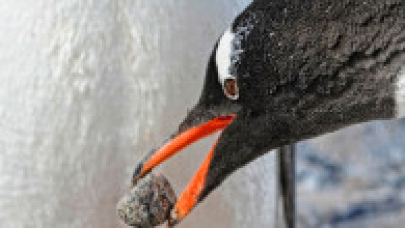 Peste 2.000 de pinguini Gentoo trăiesc pe insula Goudier. Foto: Profimedia Images | Poza 8 din 12