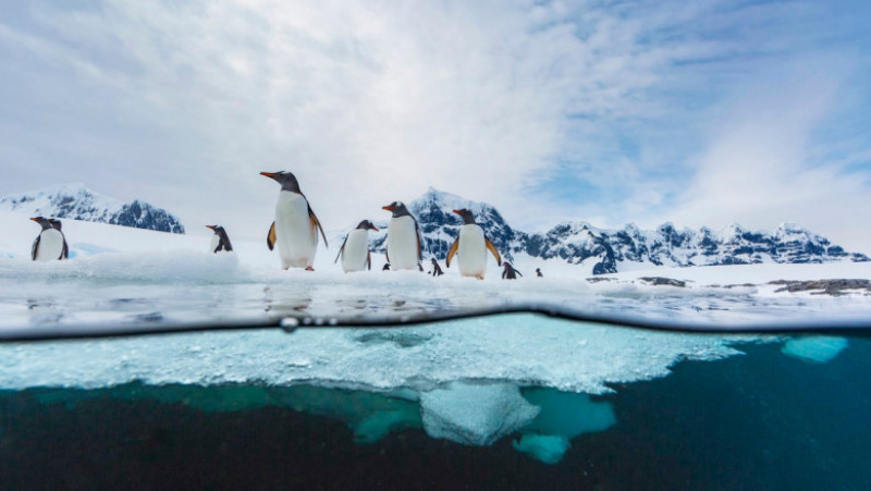 Echipa va avea de înfruntat temperaturi de îngheț și aproape 24 de ore de lumină și va împărți insula cu o colonie de pinguini Gentoo. Foto: Profimedia Images