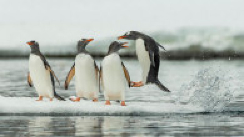 Peste 2.000 de pinguini Gentoo trăiesc pe insula Goudier. Foto: Profimedia Images | Poza 10 din 12